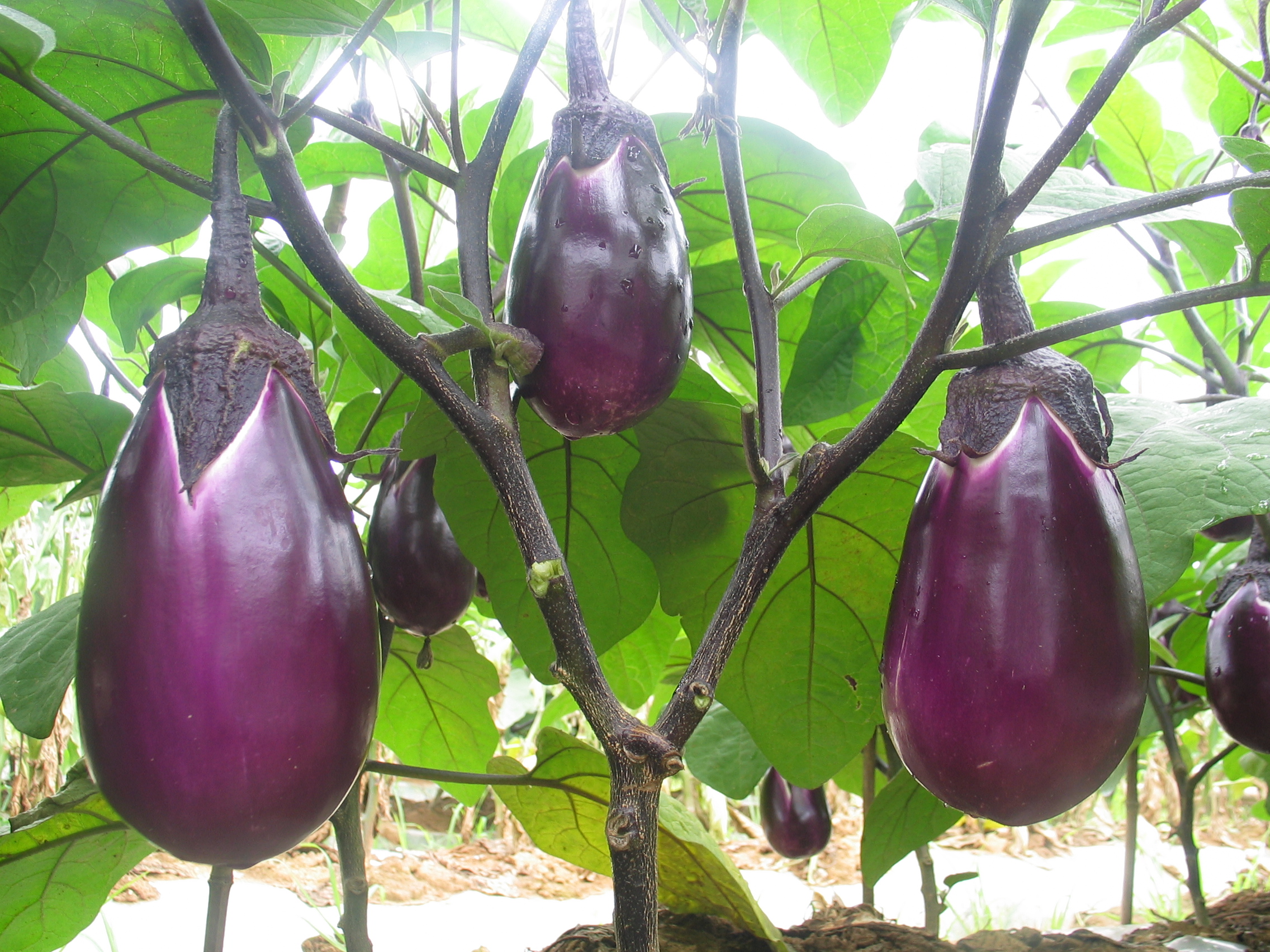 绿之洲：茄子苗期施肥方案_凤凰网视频_凤凰网