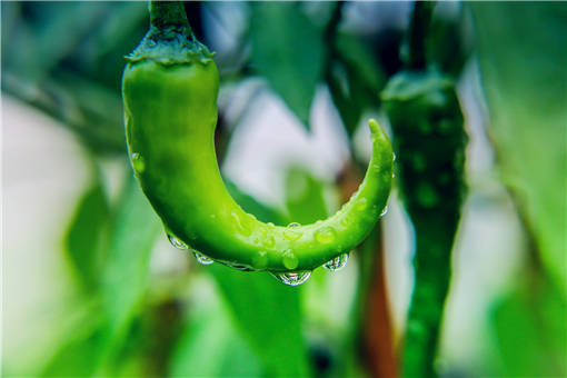 春季大棚辣椒种植技术与管理方法